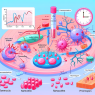 Effet du tamoxifène sur la régulation de la pression intracellulaire