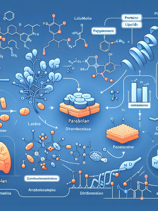 Parabolan est efficace sur le métabolisme des protéines et des lipides