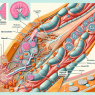 Perfusion de sildénafil sur le processus hypertrophique musculaire